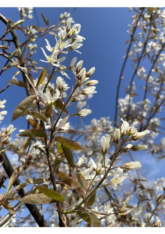 Kupfer Felsenbirne mehrstämmig  | Amelanchier lamarckii