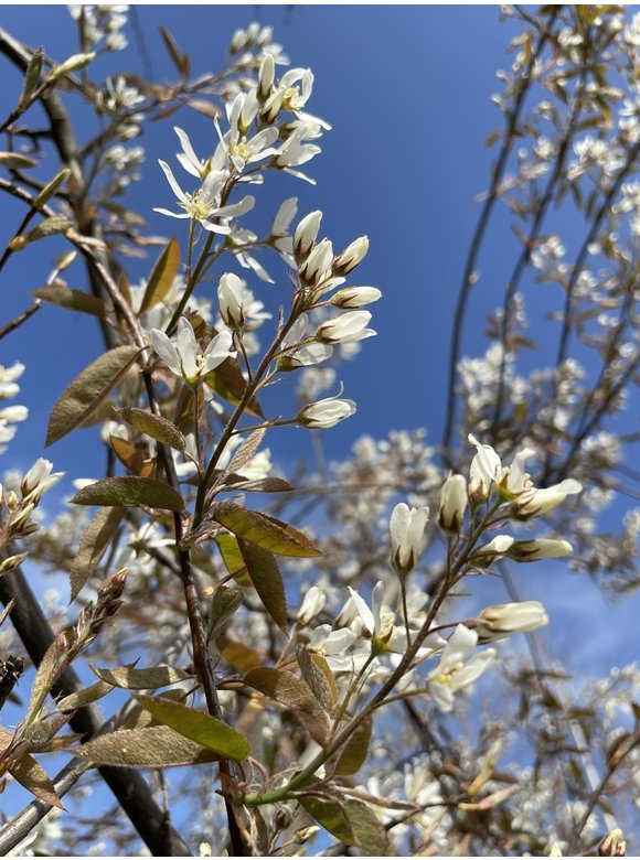 Kupfer-Felsenbirne - Mehrstämmig | Amelanchier lamarckii Kupfer-Felsenbirne - Mehrstämmig | Amelanchier lamarckii
