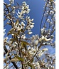 Mehrstämmige Felsenbirne | Amelanchier lamarckii