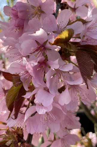 Berg-Kirsche  Rancho | Prunus sargentii 'Rancho'