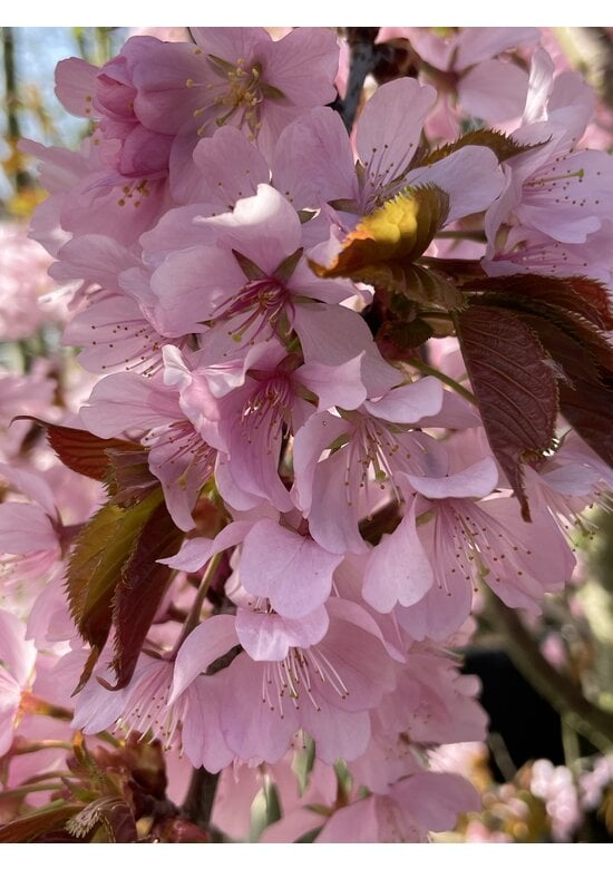 Berg-Kirsche Rancho | Prunus sargentii 'Rancho'