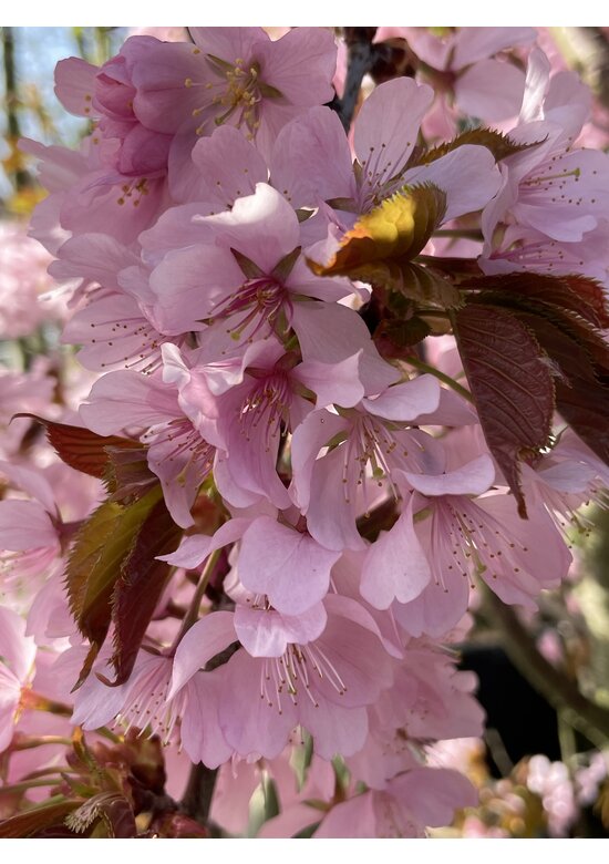 Berg-Kirsche Rancho | Prunus sargentii 'Rancho'
