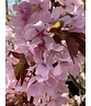 Berg-Kirsche Rancho | Prunus sargentii 'Rancho'