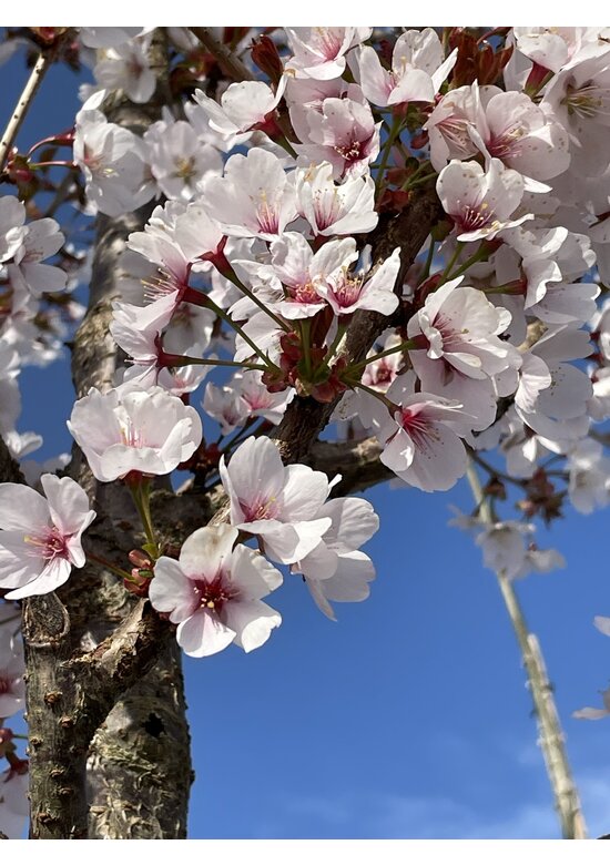 Säulenkirsche - Schlanke Blütenkirsche 'Spire' | Prunus hillieri 'Spire'