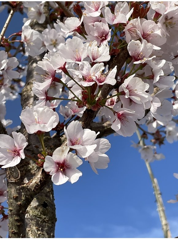 Säulenkirsche - Schlanke Blütenkirsche 'Spire' | Prunus hillieri 'Spire' Säulenkirsche - Schlanke Blütenkirsche 'Spire' | Prunus hillieri 'Spire'