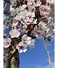 Säulenkirsche - Schlanke Blütenkirsche 'Spire' | Prunus hillieri 'Spire'