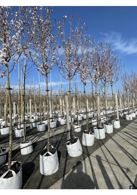 Säulenkirsche - Schlanke Blütenkirsche 'Spire' | Prunus hillieri 'Spire'