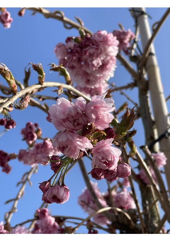 Hängende Nelkenkirsche 'Kiku-shidare-Zakura' | Prunus serrulata 'Kiku-shidare-Zakura'