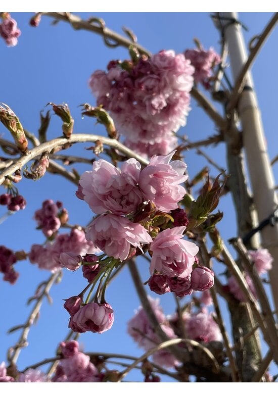 Hängende Nelkenkirsche 'Kiku-shidare-Zakura' | Prunus serrulata 'Kiku-shidare-Zakura'