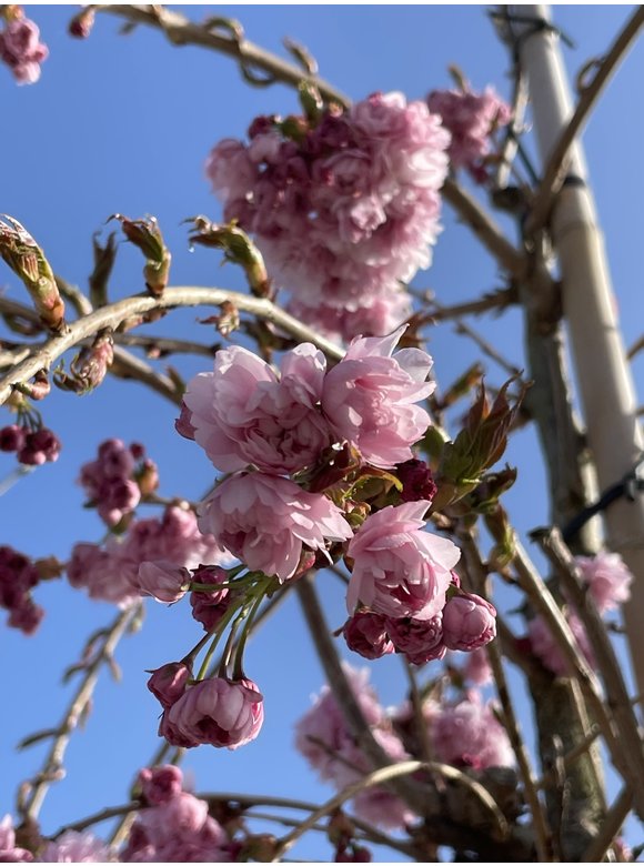 Hängende Nelkenkirsche 'Kiku-shidare-Zakura' | Prunus serrulata 'Kiku-shidare-Zakura' Hängende Nelkenkirsche 'Kiku-shidare-Zakura' | Prunus serrulata 'Kiku-shidare-Zakura'