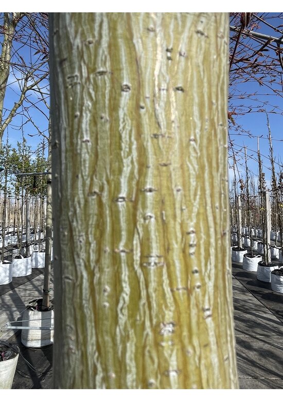 Davids-Ahorn - Schlangenhaut-Ahorn | Acer davidii