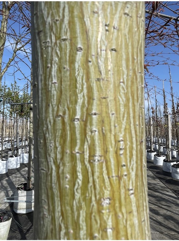 Davids-Ahorn - Schlangenhaut-Ahorn | Acer davidii Davids-Ahorn - Schlangenhaut-Ahorn | Acer davidii