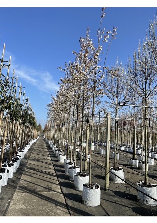 Kupfer-Felsenbirne | Amelanchier lamarckii