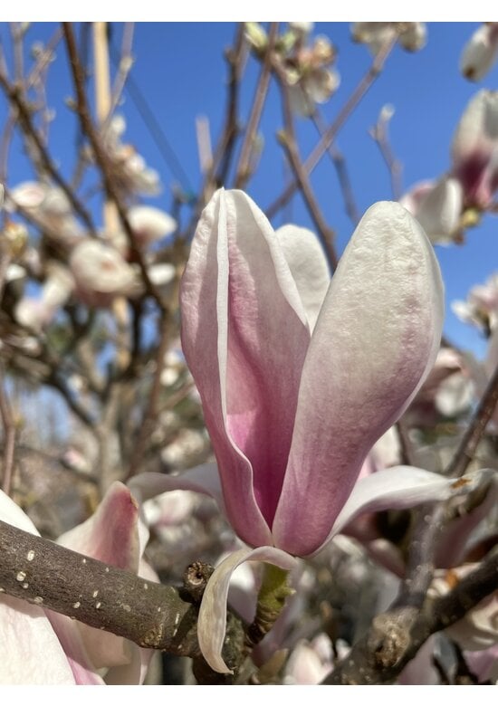 Tulpenmagnolie Baum | Magnolia soulangeana