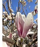 Tulpen-Magnolie | Magnolia soulangeana