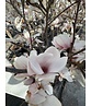 Tulpenmagnolie Baum | Magnolia soulangeana