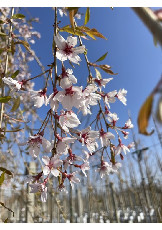 Hängende Frühlingskirsche 'Pendula' | Prunus subhirtella 'Pendula'