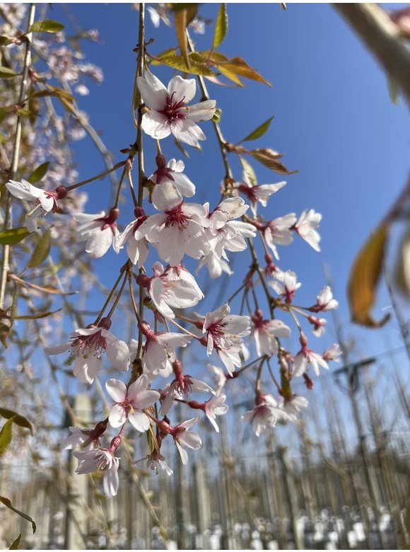 Hängende Frühlingskirsche 'Pendula' | Prunus subhirtella 'Pendula' Hängende Frühlingskirsche 'Pendula' | Prunus subhirtella 'Pendula'