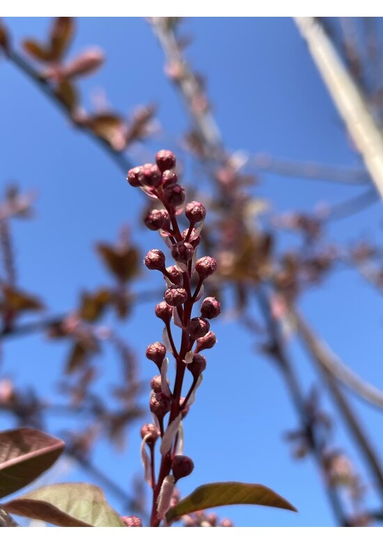 Traubenkirsche 'Colorata' | Prunus padus 'Colorata'