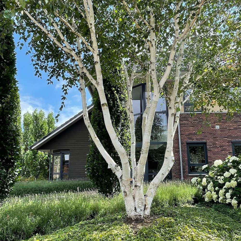 HimalayaBirke Weißrindige HimalajaBirke Jacquemontii Mehrstämmig