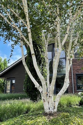 Himalaya-Birke - Weißrindige Himalaja-Birke 'Jacquemontii' - Mehrstämmig | Betula utilis 'Jacquemontii' Himalaya-Birke - Weißrindige Himalaja-Birke 'Jacquemontii' - Mehrstämmig | Betula utilis 'Jacquemontii'