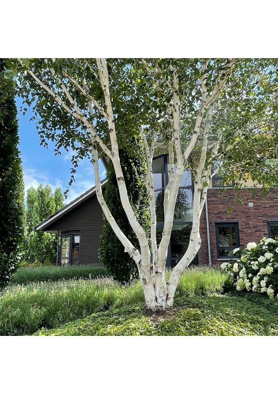 Himalaya-Birke mehrstämmig | Betula utilis 'Jacquemontii'
