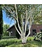 Venovi GmbH Himalaya-Birke mehrstämmig | Betula utilis 'Jacquemontii'