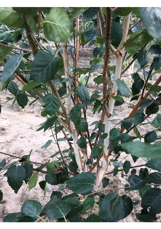 Himalaya-Birke mehrstämmig | Betula utilis 'Jacquemontii'