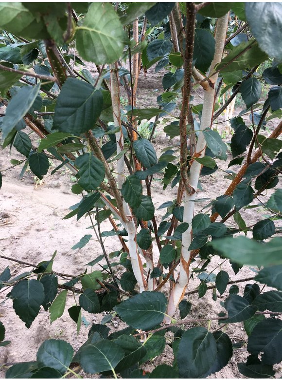 Himalaya-Birke - Weißrindige Himalaja-Birke 'Jacquemontii' - Mehrstämmig | Betula utilis 'Jacquemontii' Himalaya-Birke - Weißrindige Himalaja-Birke 'Jacquemontii' - Mehrstämmig | Betula utilis 'Jacquemontii'