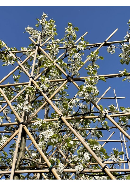 Stadtbirne 'Chanticleer' Spalierbaum | Pyrus calleryana 'Chanticleer'