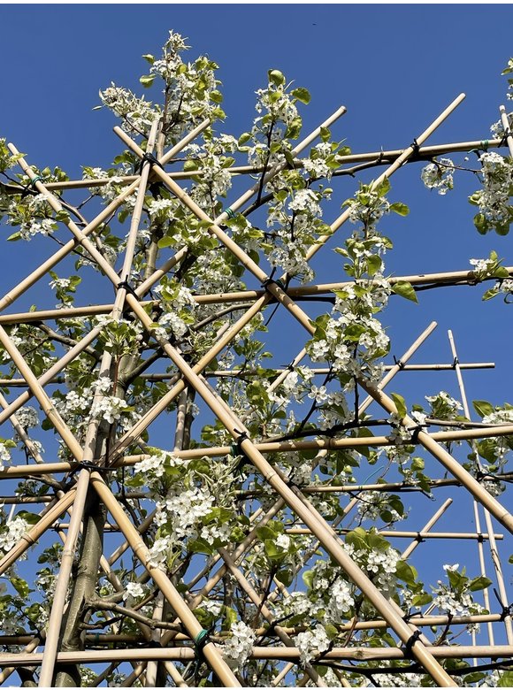 Stadtbirne 'Chanticleer' - Spalierbaum | Pyrus calleryana 'Chanticleer' Stadtbirne 'Chanticleer' - Spalierbaum | Pyrus calleryana 'Chanticleer'