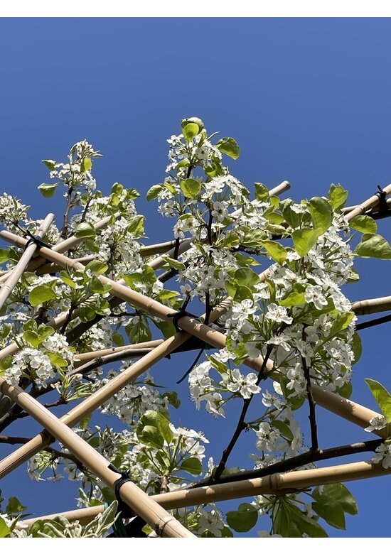 Stadtbirne 'Chanticleer' - Spalierbaum | Pyrus calleryana 'Chanticleer'