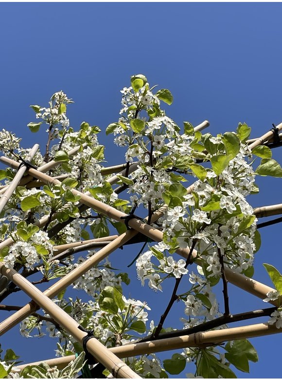 Stadtbirne 'Chanticleer' - Spalierbaum | Pyrus calleryana 'Chanticleer' Stadtbirne 'Chanticleer' - Spalierbaum | Pyrus calleryana 'Chanticleer'