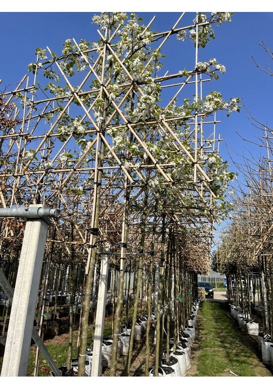 Stadtbirne 'Chanticleer' Spalierbaum | Pyrus calleryana 'Chanticleer'