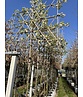 Stadtbirne 'Chanticleer' Spalierbaum | Pyrus calleryana 'Chanticleer'