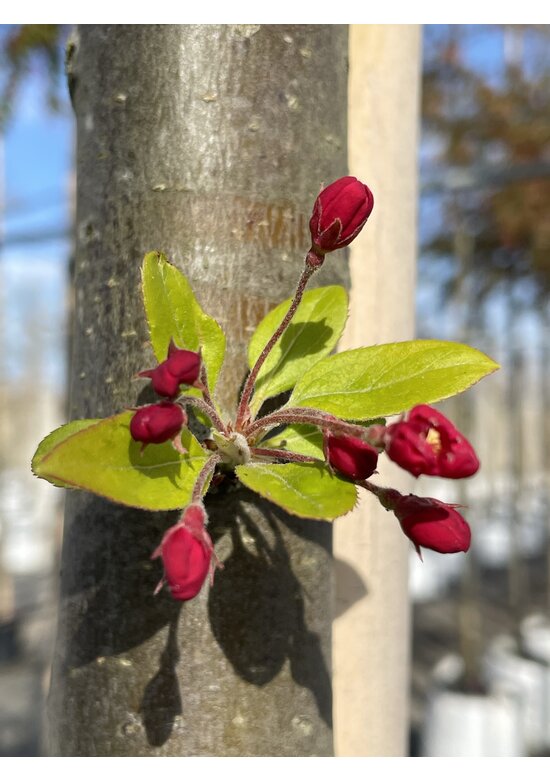 Vielblütiger Zierapfel 'Floribunda' | Malus 'Floribunda'