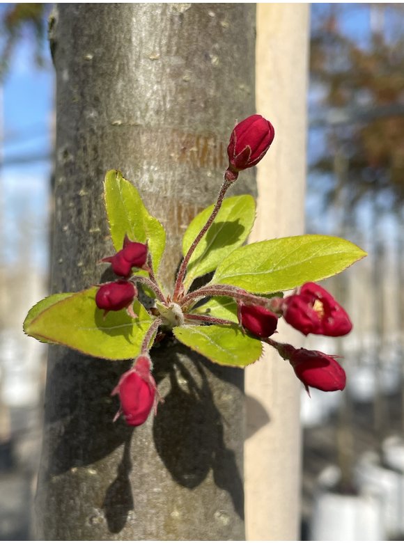 Vielblütiger Zierapfel 'Floribunda' | Malus 'Floribunda' Vielblütiger Zierapfel 'Floribunda' | Malus 'Floribunda'