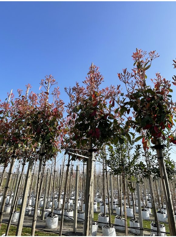 Glanzmispel 'Red Robin' | Photinia fraseri 'Red Robin' Glanzmispel 'Red Robin' | Photinia fraseri 'Red Robin'