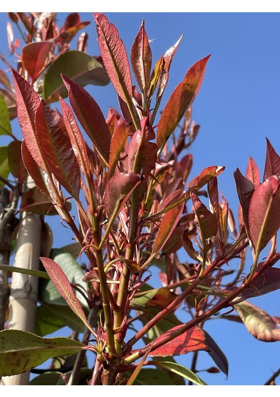 Glanzmispel Hochstamm | Photinia fraseri 'Red Robin' Glanzmispel Hochstamm | Photinia fraseri 'Red Robin'