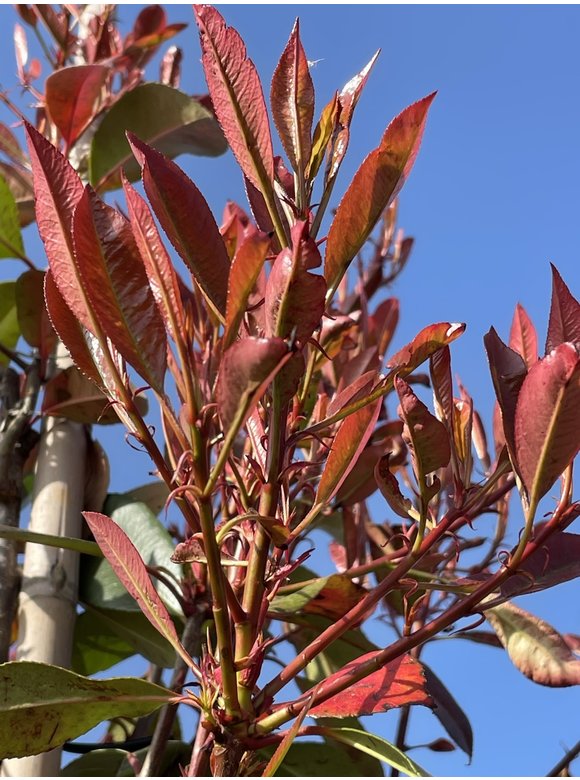 Glanzmispel 'Red Robin' | Photinia fraseri 'Red Robin' Glanzmispel 'Red Robin' | Photinia fraseri 'Red Robin'
