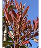 Glanzmispel baum 'Red Robin' | Photinia fraseri 'Red Robin'
