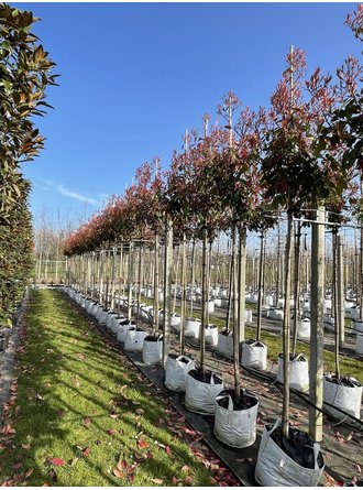 Glanzmispelbaum Kaufen | 3 Jahre Garantie - Venovi