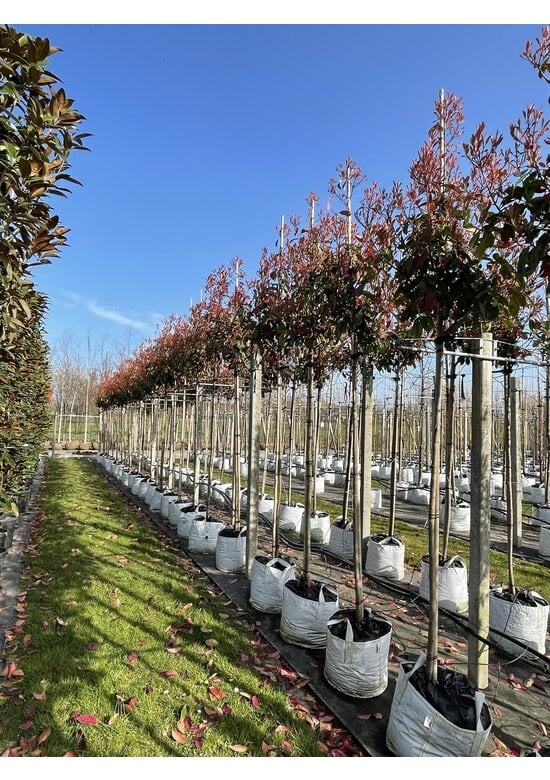 Glanzmispel Baum  | Photinia fraseri 'Red Robin'
