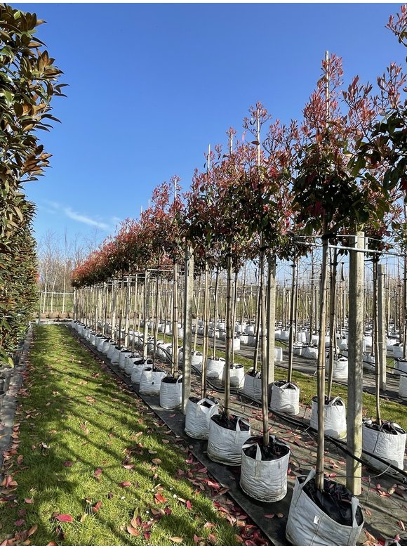 Glanzmispel 'Red Robin' | Photinia fraseri 'Red Robin' Glanzmispel 'Red Robin' | Photinia fraseri 'Red Robin'