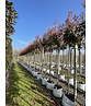 Glanzmispel Baum  | Photinia fraseri 'Red Robin'