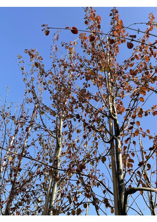Lebkuchenbaum | Cercidiphyllum japonicum