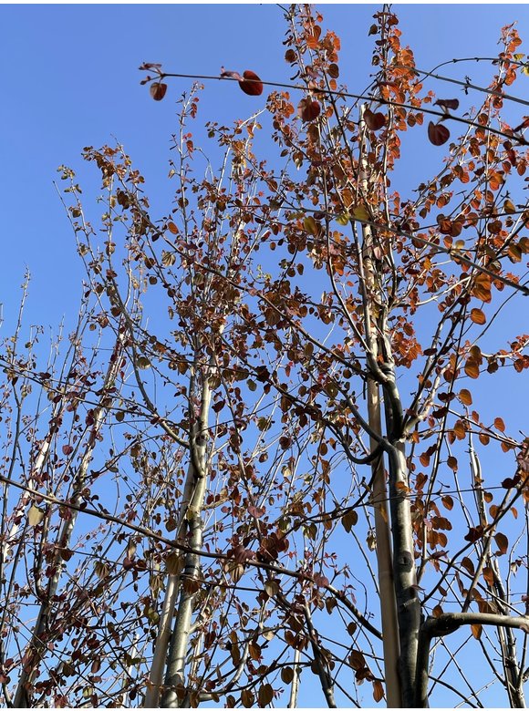Lebkuchenbaum - Judasblattbaum - Katsurabaum | Cercidiphyllum japonicum Lebkuchenbaum - Judasblattbaum - Katsurabaum | Cercidiphyllum japonicum