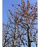 Lebkuchenbaum | Cercidiphyllum japonicum Lebkuchenbaum | Cercidiphyllum japonicum