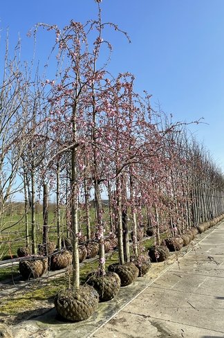 Hängende Nelkenkirsche 'Kiku-shidare-Zakura' | Prunus serrulata 'Kiku-shidare-Zakura'