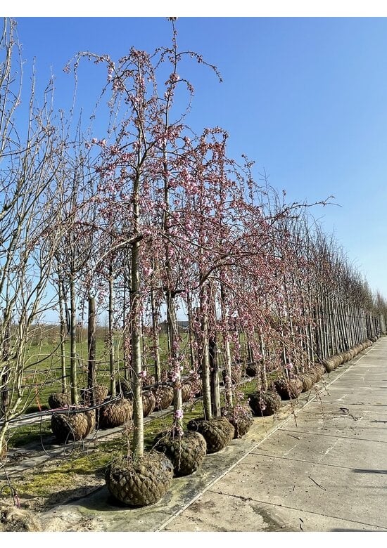 Hängende Nelkenkirsche 'Kiku-shidare-Zakura' | Prunus serrulata 'Kiku-shidare-Zakura'